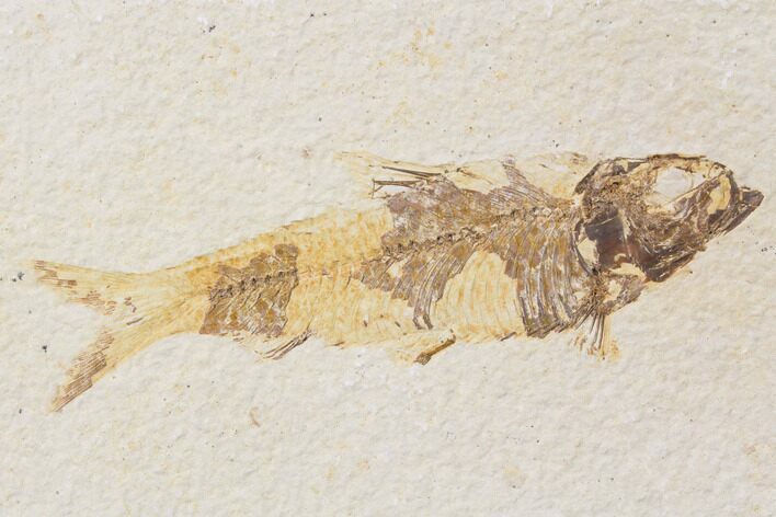 Bargain, Fossil Fish (Knightia) - Wyoming #89158